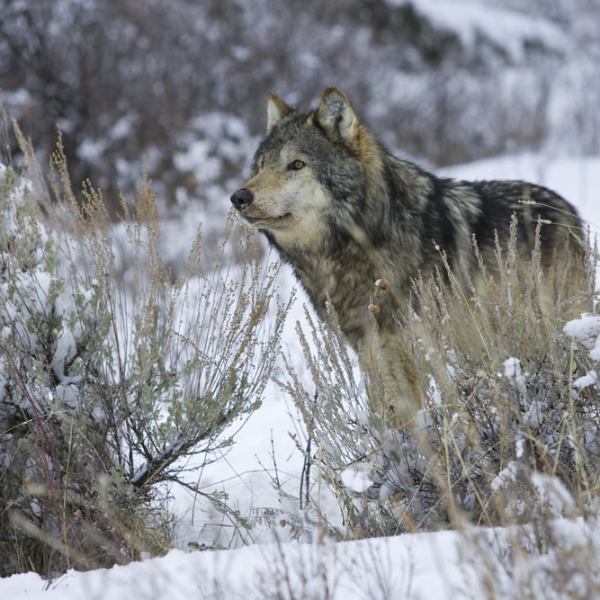 MONTANA GETS SERIOUS ABOUT WOLF&nbsp;MANAGEMENT