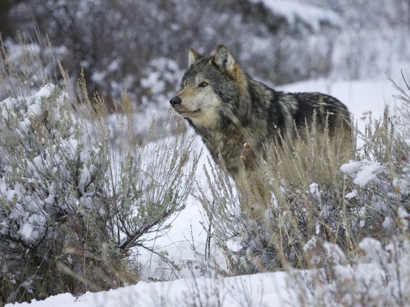 MONTANA GETS SERIOUS ABOUT WOLF&nbsp;MANAGEMENT