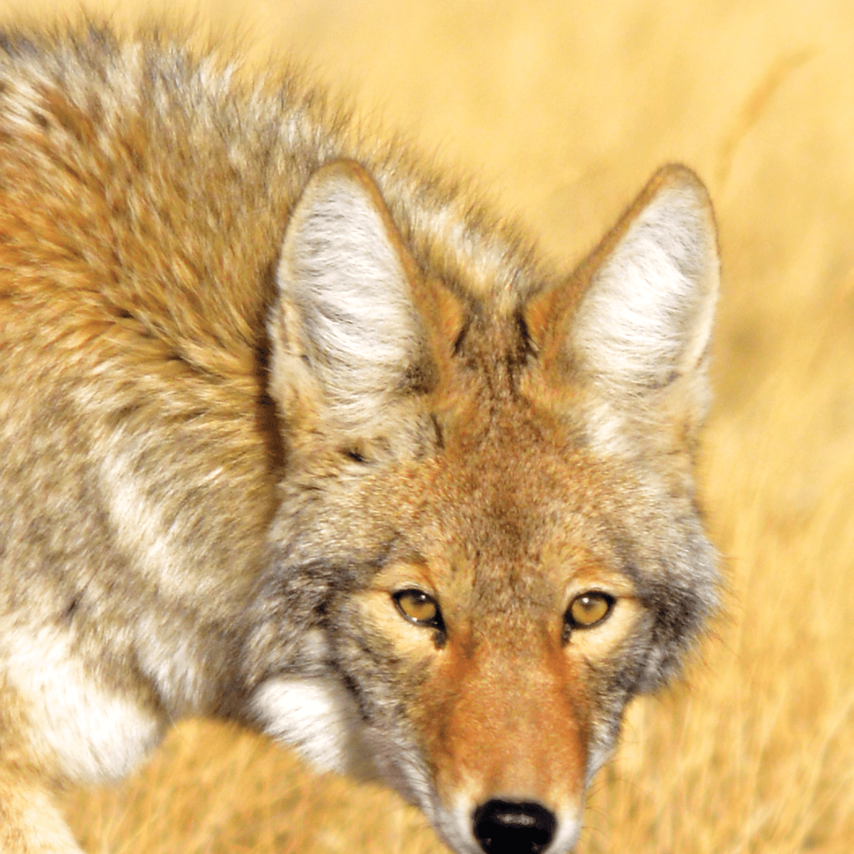 First-Timer’s Guide To Budget Predator&nbsp;Hunting