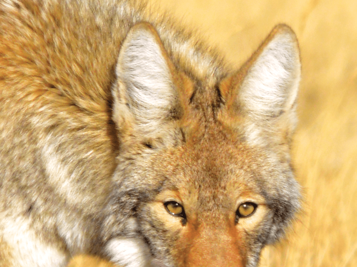 First-Timer’s Guide To Budget Predator&nbsp;Hunting